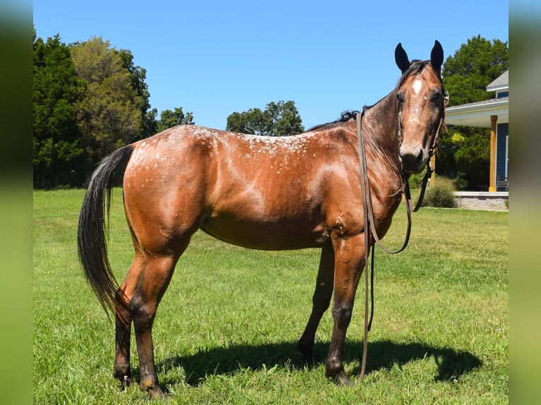 Tennessee walking horse Jument 6 Ans 137 cm Bai cerise in Greenville KY