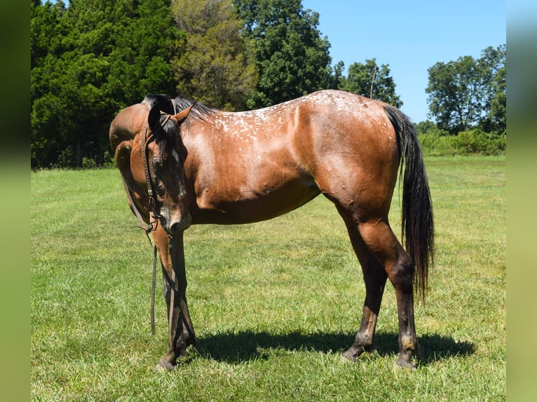 Tennessee walking horse Jument 6 Ans 137 cm Bai cerise in Greenville KY