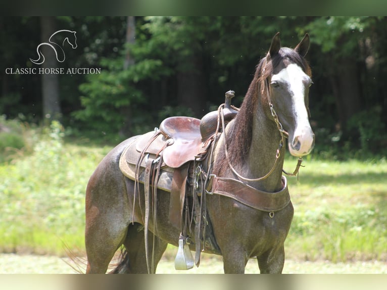 Tennessee walking horse Jument 6 Ans 152 cm Noir in Whitley City
