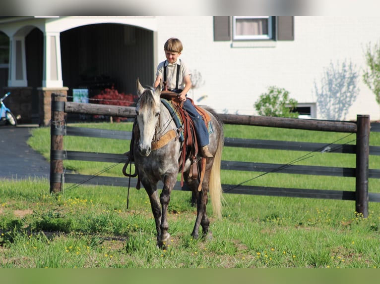 Tennessee walking horse Jument 7 Ans 152 cm Gris in Sonora, KY