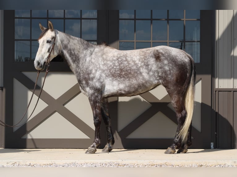 Tennessee walking horse Jument 7 Ans 152 cm Gris in Sonora, KY