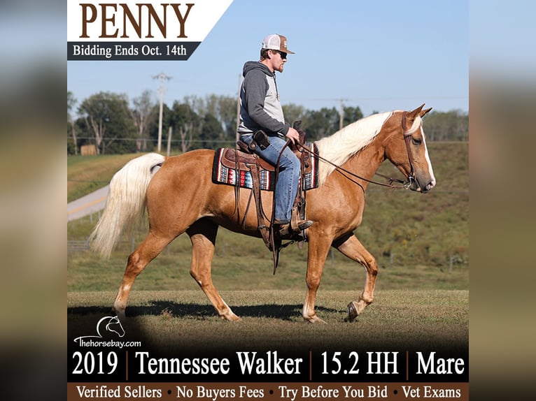Tennessee walking horse Jument 7 Ans 157 cm Palomino in Parkers Lake, KY