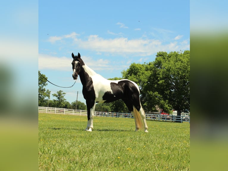 Tennessee walking horse Jument 8 Ans 152 cm Tobiano-toutes couleurs in Lewisburg