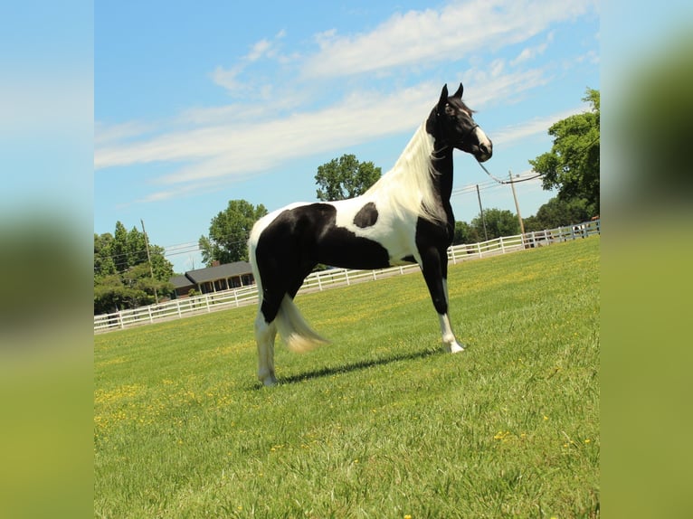 Tennessee walking horse Jument 8 Ans 152 cm Tobiano-toutes couleurs in Lewisburg