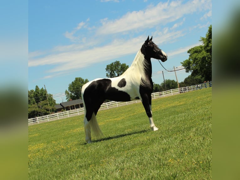 Tennessee walking horse Jument 8 Ans 152 cm Tobiano-toutes couleurs in Lewisburg