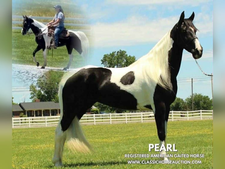 Tennessee walking horse Jument 8 Ans 152 cm Tobiano-toutes couleurs in Lewisburg