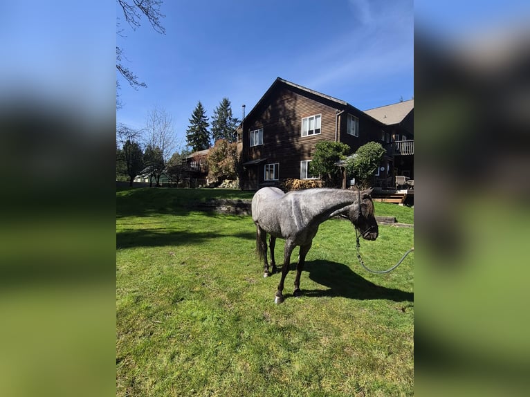 Tennessee walking horse Jument 8 Ans 163 cm Alezan cuivré in Poulsbo, Wa