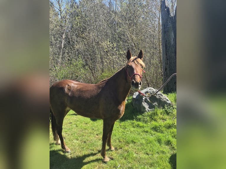 Tennessee walking horse Jument 8 Ans 163 cm Alezan cuivré in Poulsbo, Wa