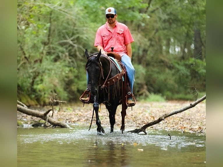 Tennessee walking horse Jument 9 Ans 147 cm Noir in Cleveland Tn