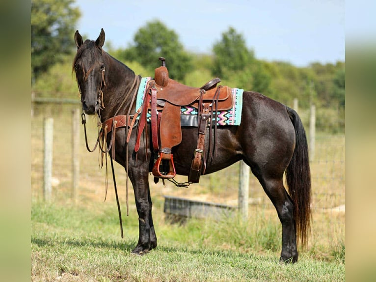 Tennessee walking horse Jument 9 Ans 147 cm Noir in Cleveland Tn