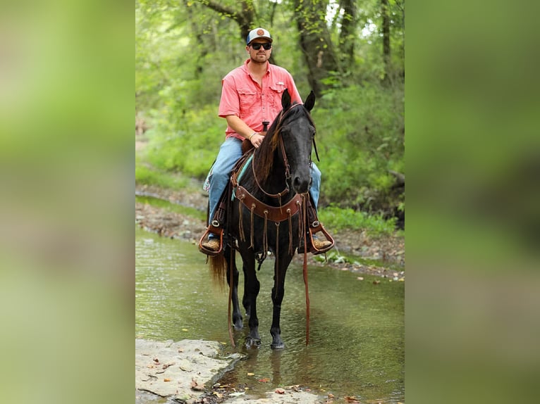 Tennessee walking horse Jument 9 Ans 147 cm Noir in Cleveland Tn