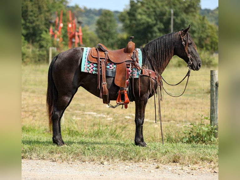 Tennessee walking horse Jument 9 Ans 147 cm Noir in Cleveland Tn