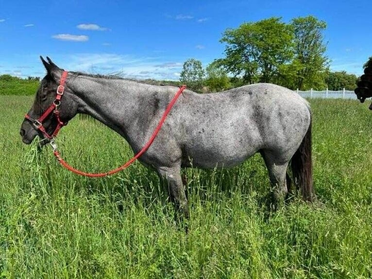 Tennessee walking horse Jument 9 Ans 150 cm Rouan Bleu in Pinckney MI