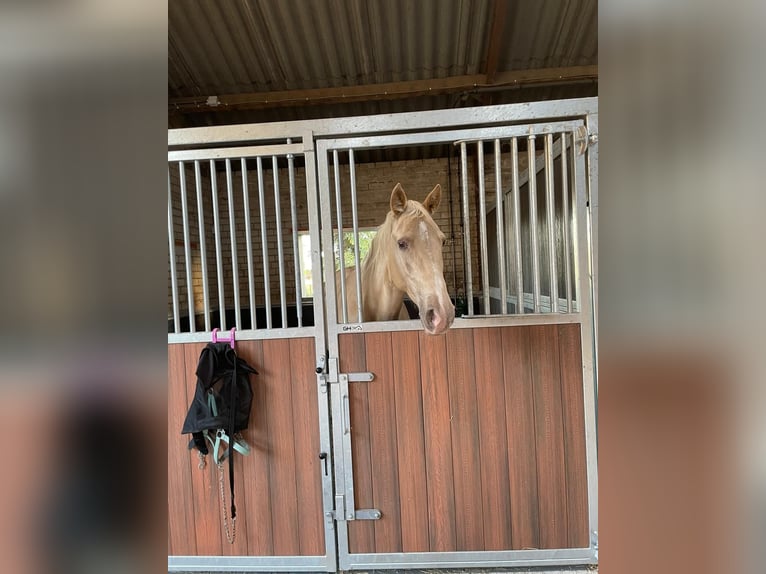 Tennessee walking horse Jument 9 Ans 160 cm Champagne in Sint Anthonis