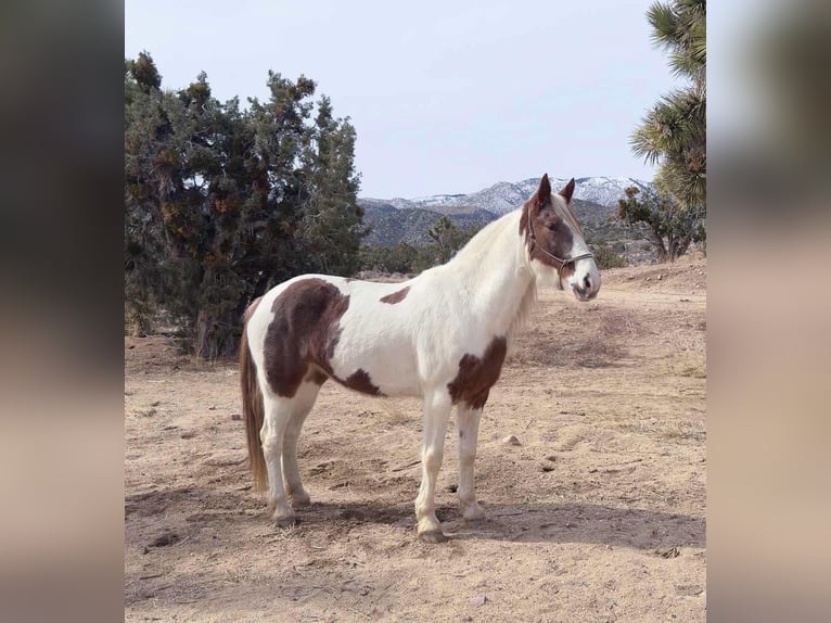 Tennessee walking horse Jument 9 Ans 163 cm Tobiano-toutes couleurs in Pioneertown CA