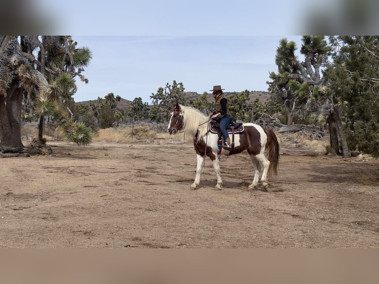 Tennessee walking horse Jument 9 Ans 163 cm Tobiano-toutes couleurs in Pioneertown CA