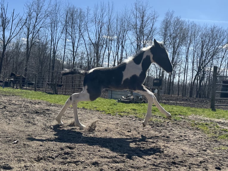 Tennessee walking horse Jument  152 cm Rouan Bleu in Albion