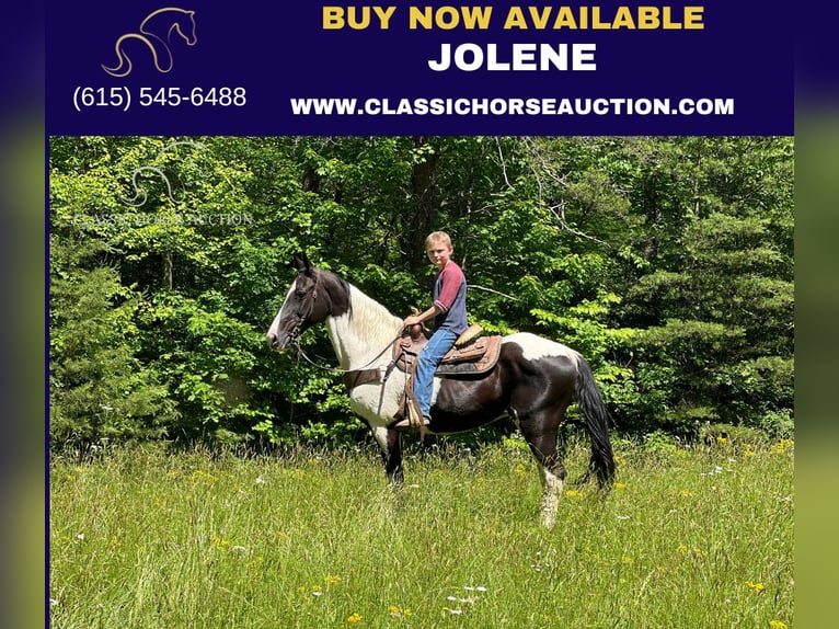 Tennessee walking horse Mare 10 years 14 hh Tobiano-all-colors in Rockholds, KY