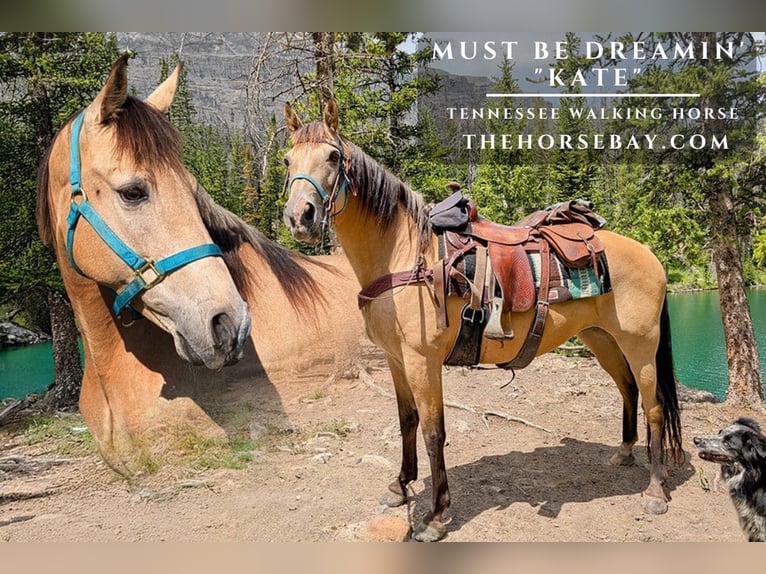 Tennessee walking horse Mare 10 years 15 hh Buckskin in Lander, WY