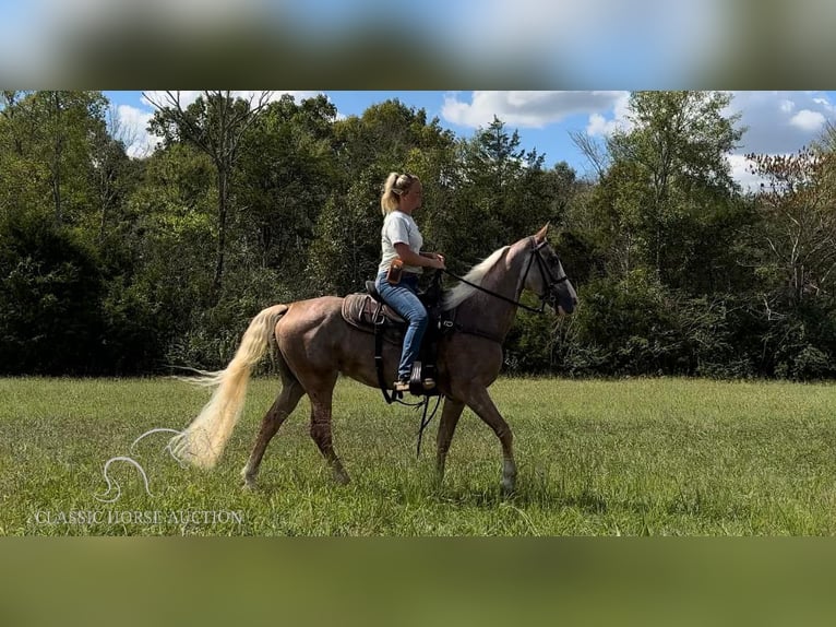 Tennessee walking horse Mare 10 years 15 hh Chestnut in Lewisburg, TN