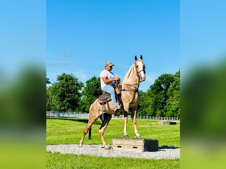 Tennessee walking horse Mare 10 years 15 hh Chestnut in Lewisburg, TN