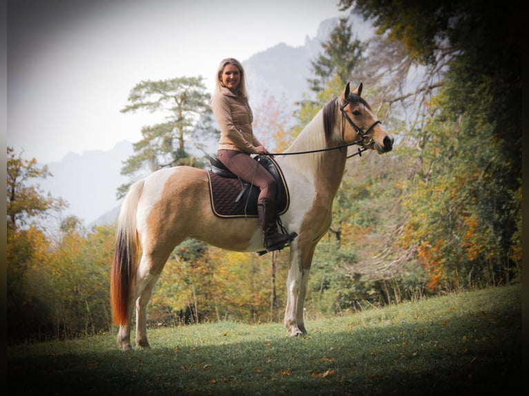 Tennessee walking horse Mare 12 years 14.3 hh Tobiano-all-colors in Vilters