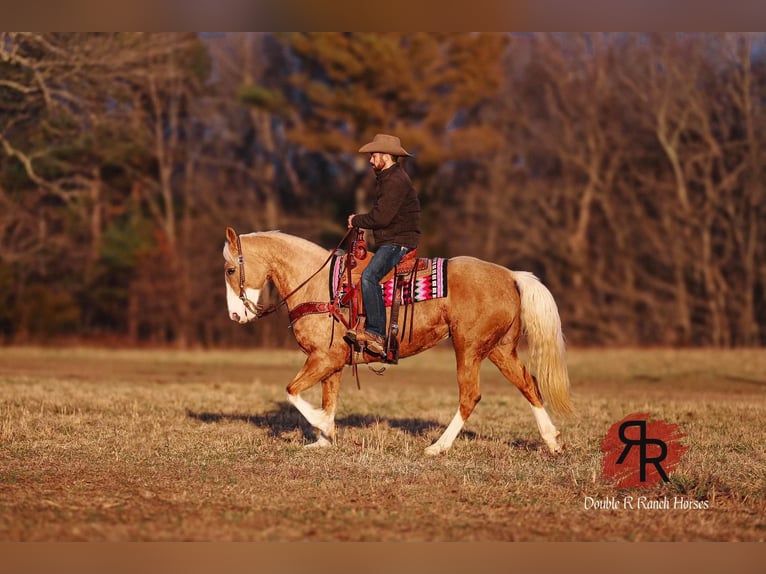 Tennessee walking horse Mare 12 years 15 hh Palomino in Lyles