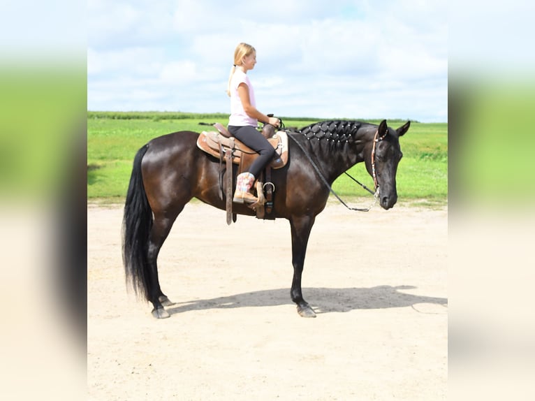 Tennessee walking horse Mare 12 years 15,3 hh Black in Hastings, MN