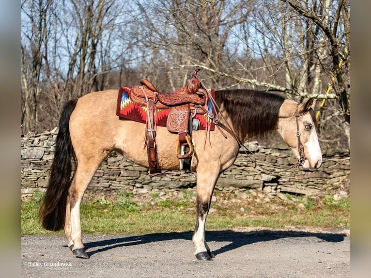 Tennessee walking horse Mare 13 years 14,1 hh Buckskin in Everette PA