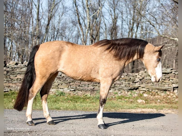 Tennessee walking horse Mare 13 years 14,1 hh Buckskin in Everette PA