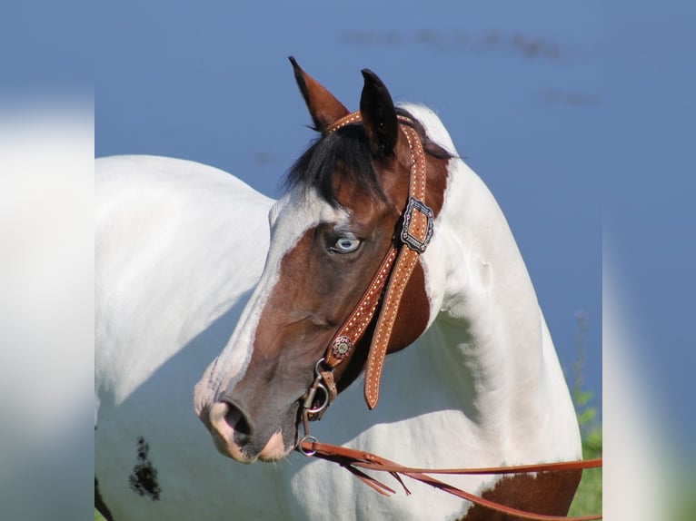 Tennessee walking horse Mare 13 years 14,3 hh Tobiano-all-colors in Whitley City