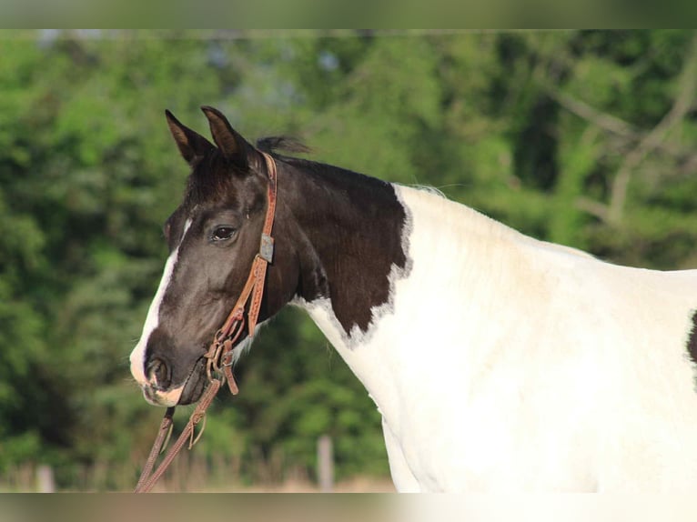 Tennessee walking horse Mare 13 years 14,3 hh Tobiano-all-colors in Sonora, KY