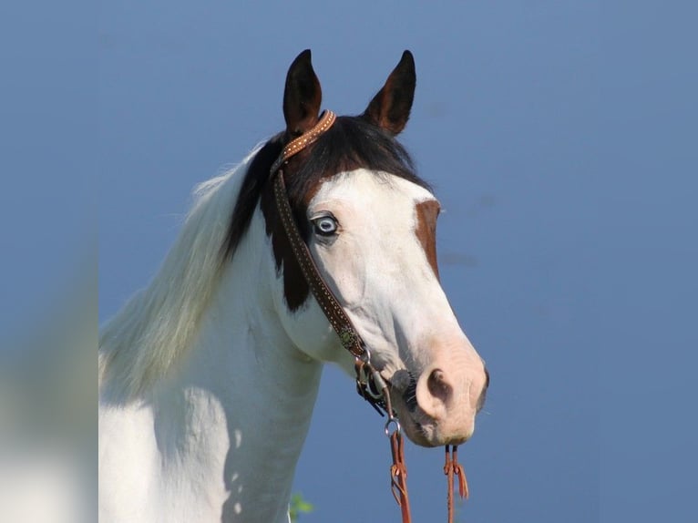 Tennessee walking horse Mare 13 years 14,3 hh Tobiano-all-colors in Whitley City, KY