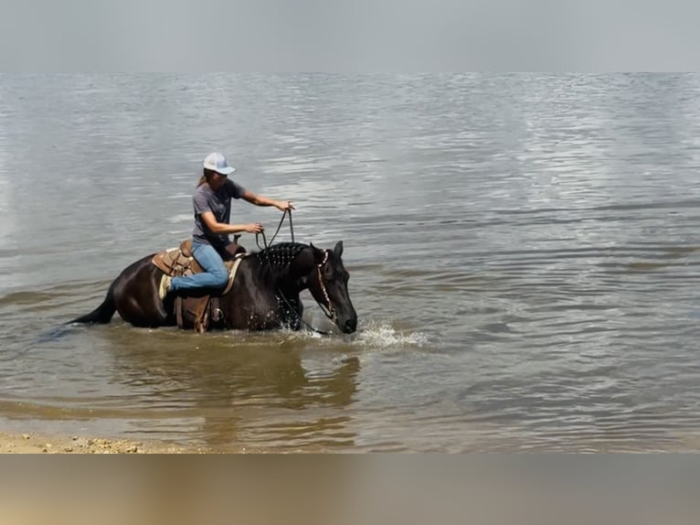 Tennessee walking horse Mare 13 years 15,3 hh Black in Hastings, MN