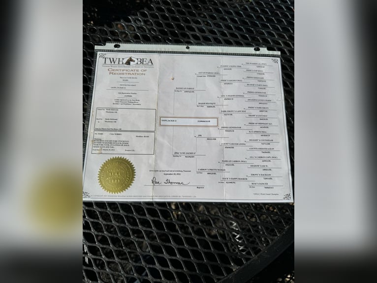 Tennessee walking horse Mare 13 years 15 hh in Mayslick, KY