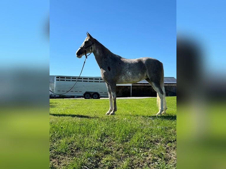 Tennessee walking horse Mare 13 years 15 hh Roan-Red in Mayslick, KY