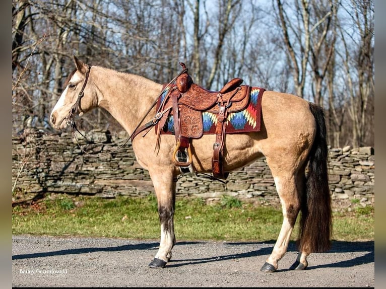 Tennessee walking horse Mare 14 years 14,1 hh Buckskin in Everette PA