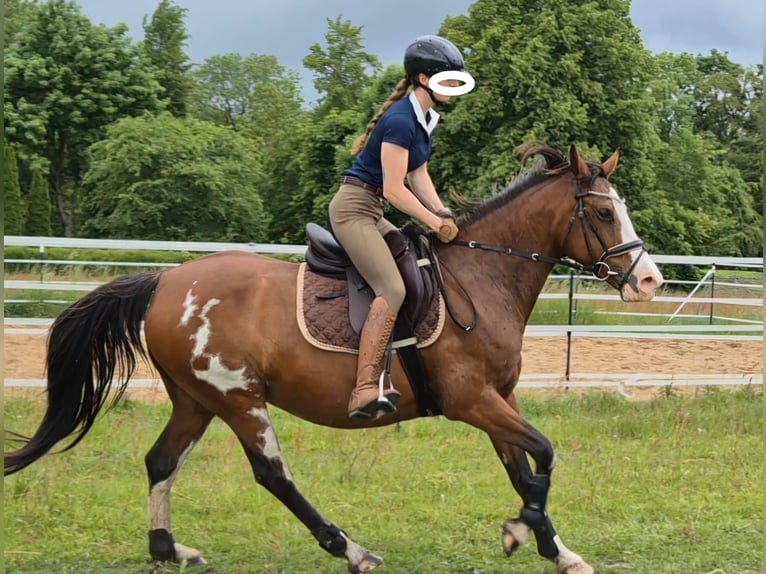 Tennessee walking horse Mare 14 years 14,3 hh Pinto in Anklam