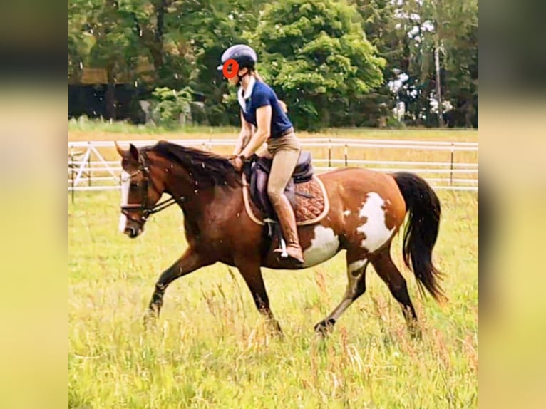 Tennessee walking horse Mare 14 years 14,3 hh Pinto in Anklam