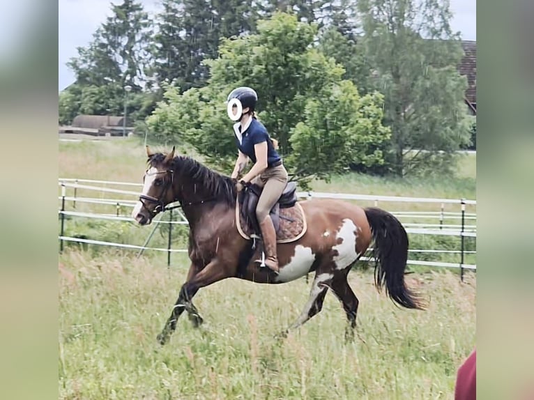 Tennessee walking horse Mare 14 years 14,3 hh Pinto in Anklam