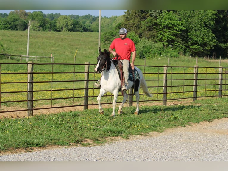 Tennessee walking horse Mare 14 years 14,3 hh Tobiano-all-colors in Sonora, KY