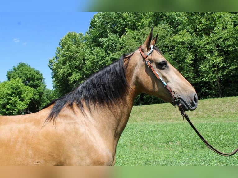Tennessee walking horse Mare 14 years 15,1 hh Buckskin in Salyersville