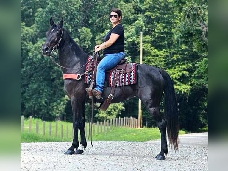 Tennessee walking horse Mare 14 years 15 hh Black in Otis Orchards, WA