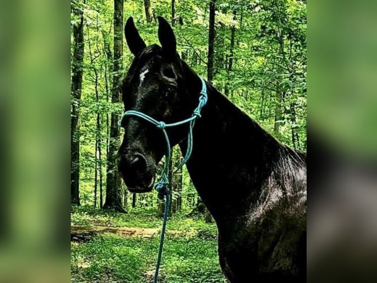 Tennessee walking horse Mare 14 years 15 hh Black in Otis Orchards, WA