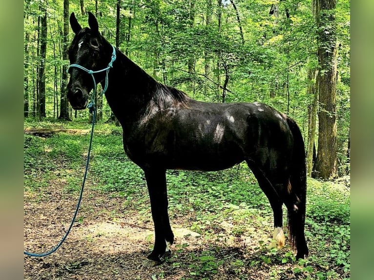 Tennessee walking horse Mare 14 years 15 hh Black in Otis Orchards, WA