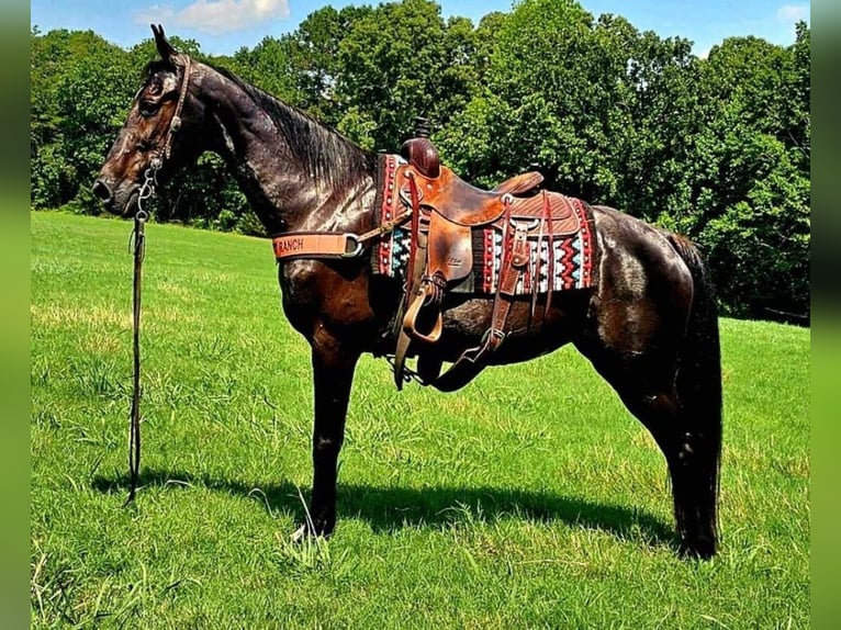 Tennessee walking horse Mare 14 years 15 hh Black in Otis Orchards, WA