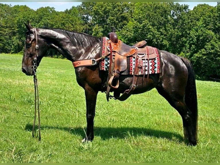 Tennessee walking horse Mare 14 years 15 hh Black in Otis Orchards, WA