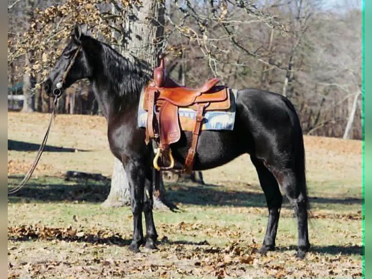 Tennessee walking horse Mare 14 years 15 hh Black in Rineyville