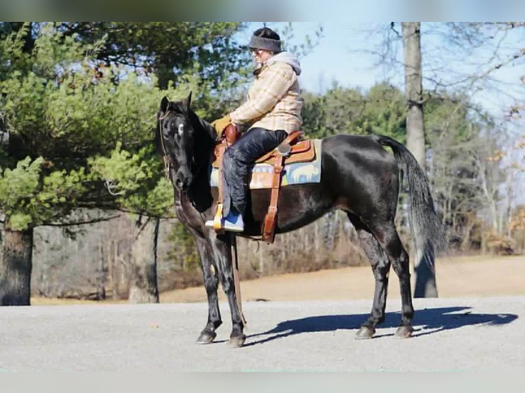 Tennessee walking horse Mare 14 years 15 hh Black in Rineyville