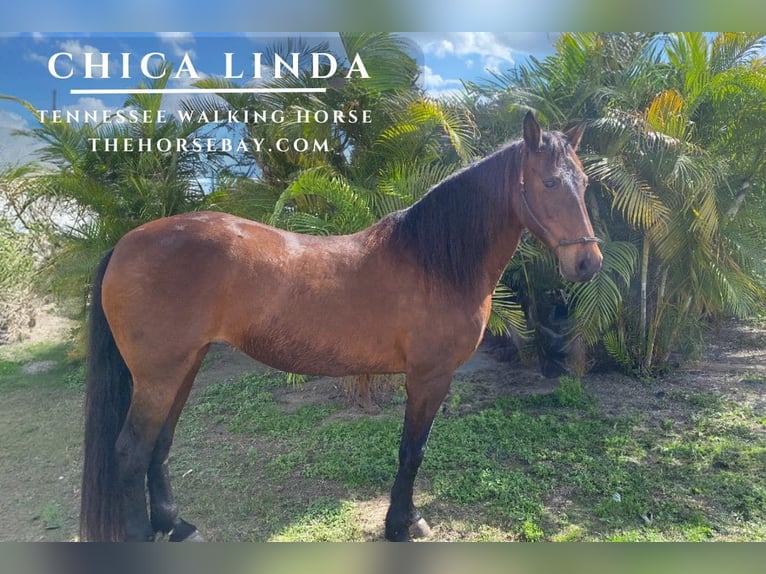 Tennessee walking horse Mare 14 years Bay-Dark in Miami, FL